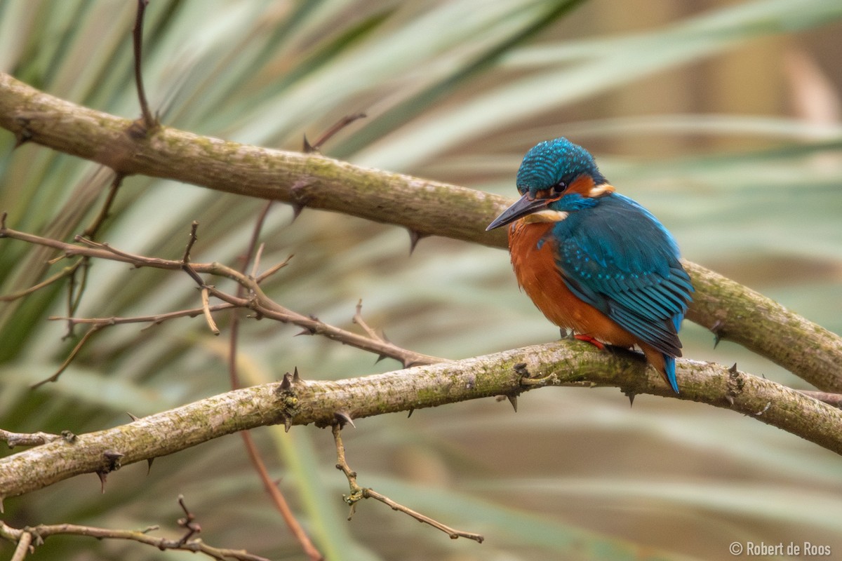 Common Kingfisher - ML630800782