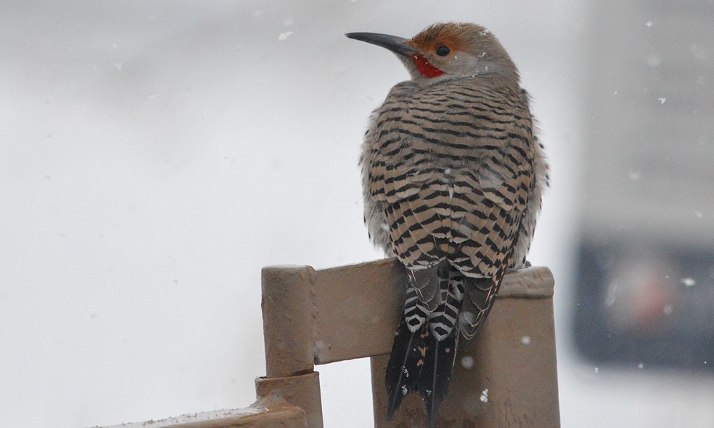 Northern Flicker (Red-shafted) - ML630800900