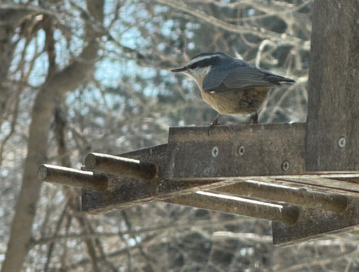 Sittelle à poitrine rousse - ML630801014