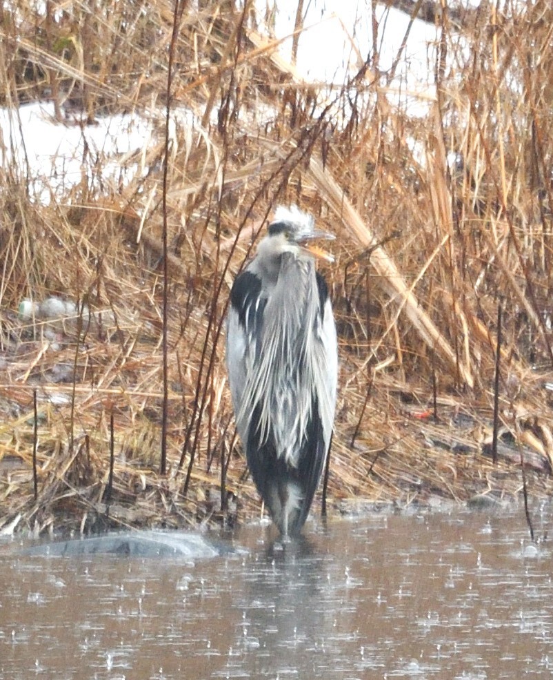Great Blue Heron - ML630801104
