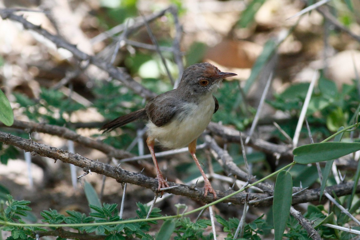 Red-fronted Prinia - ML630801212