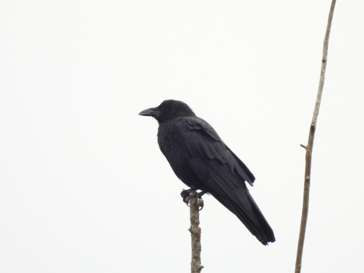 American Crow - ML630801230