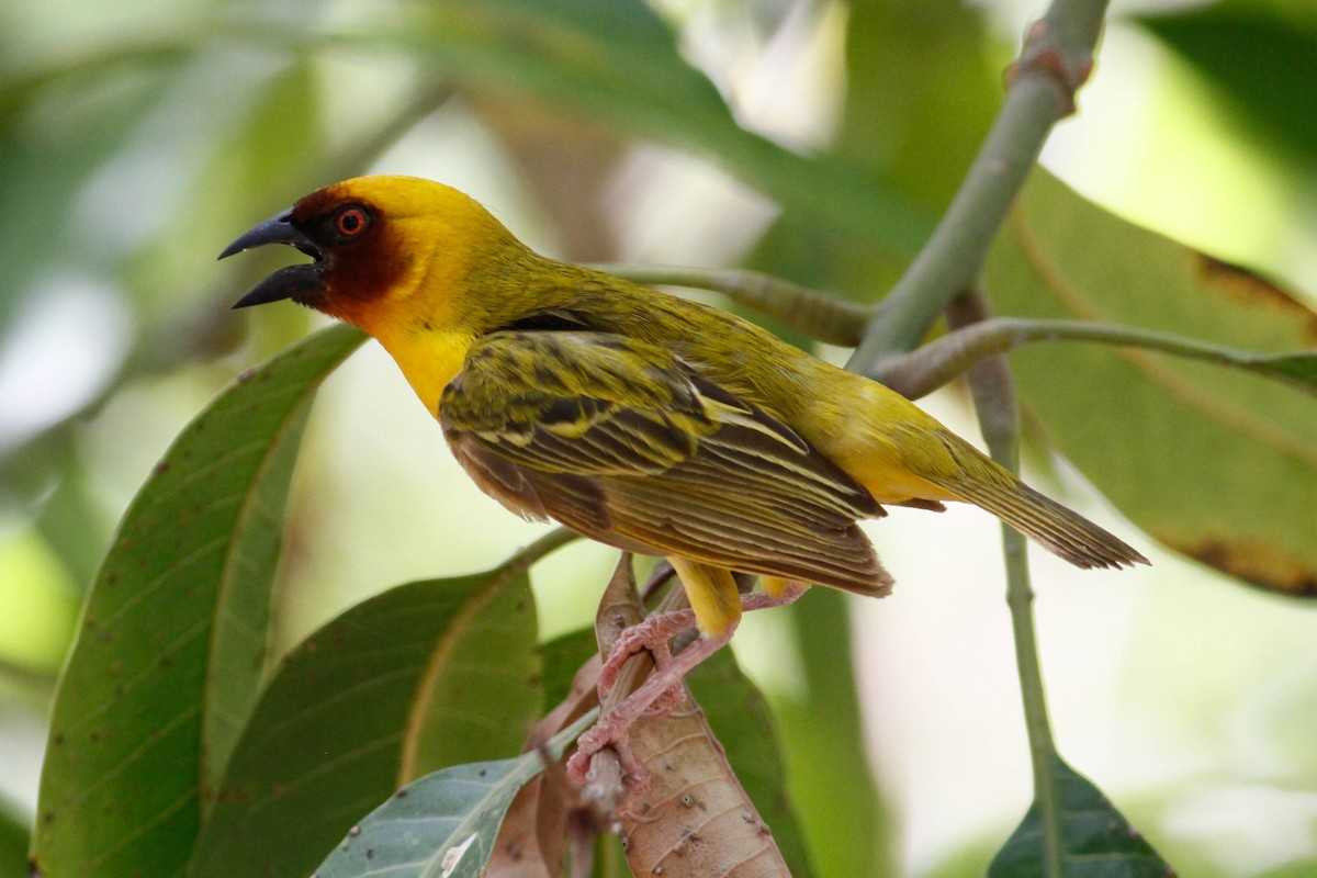 Rüppell's Weaver - ML630801233