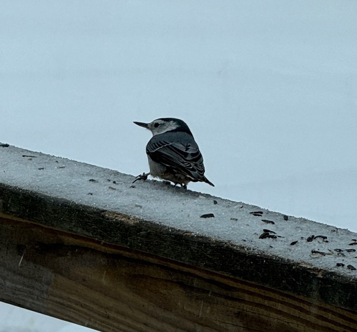 Sittelle à poitrine blanche - ML630801259