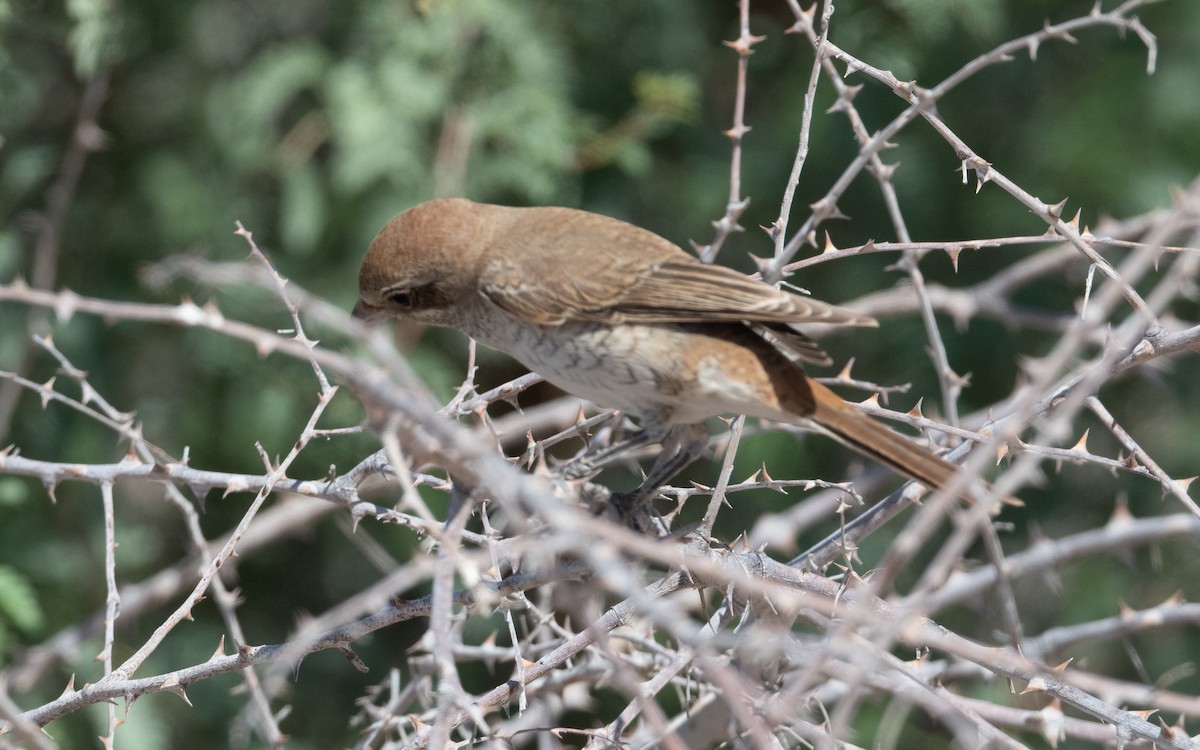 Red-backed Shrike - ML630801272