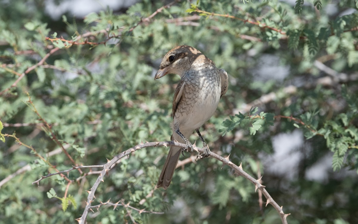 Red-backed Shrike - ML630801273