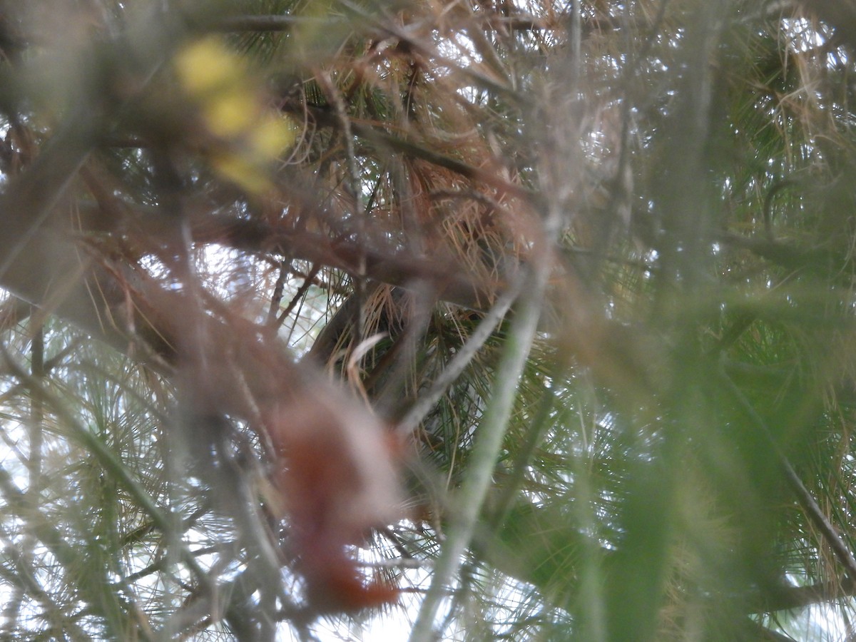 Eastern Screech-Owl - ML630801292