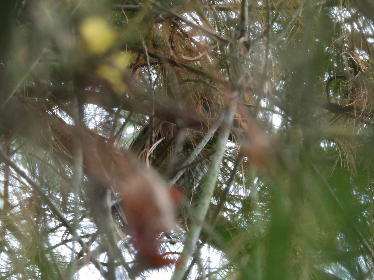 Eastern Screech-Owl - ML630801293