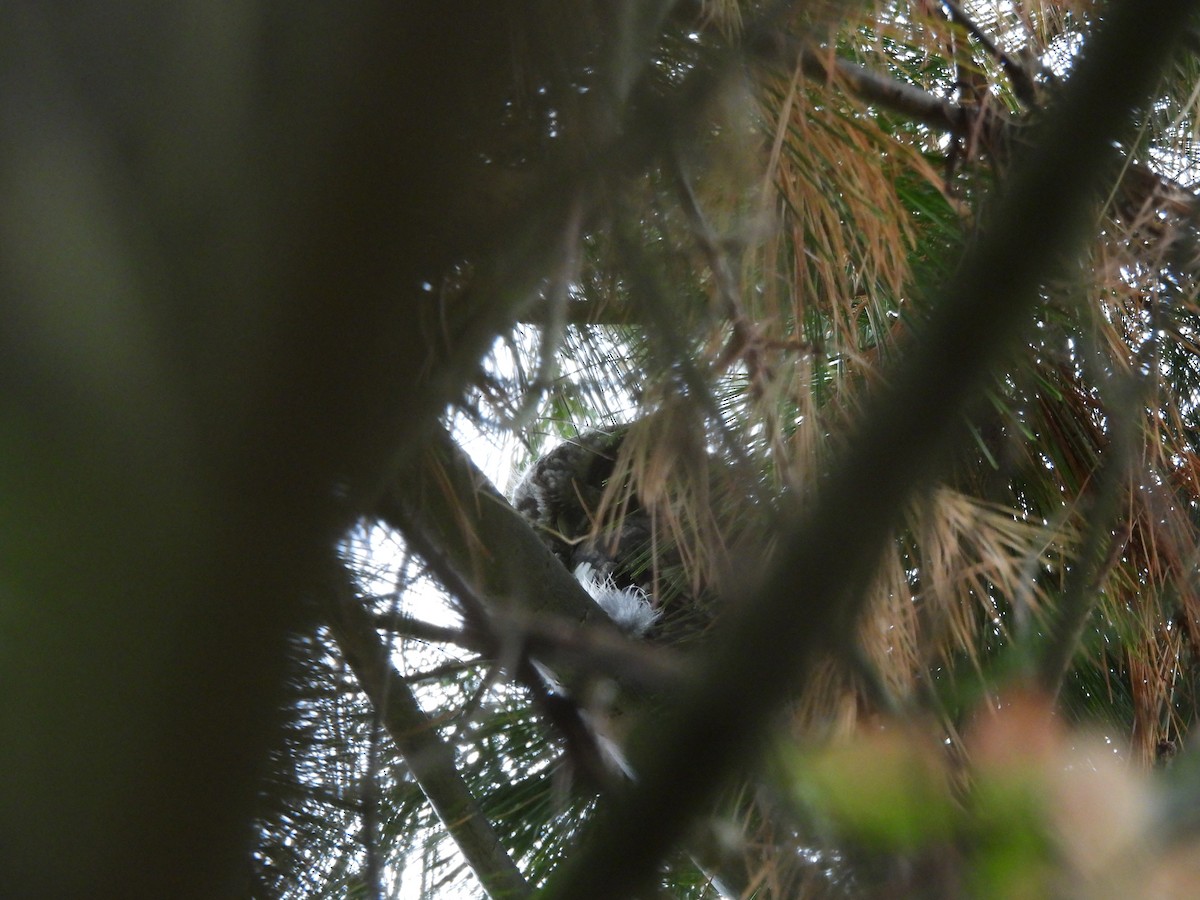 Eastern Screech-Owl - ML630801295