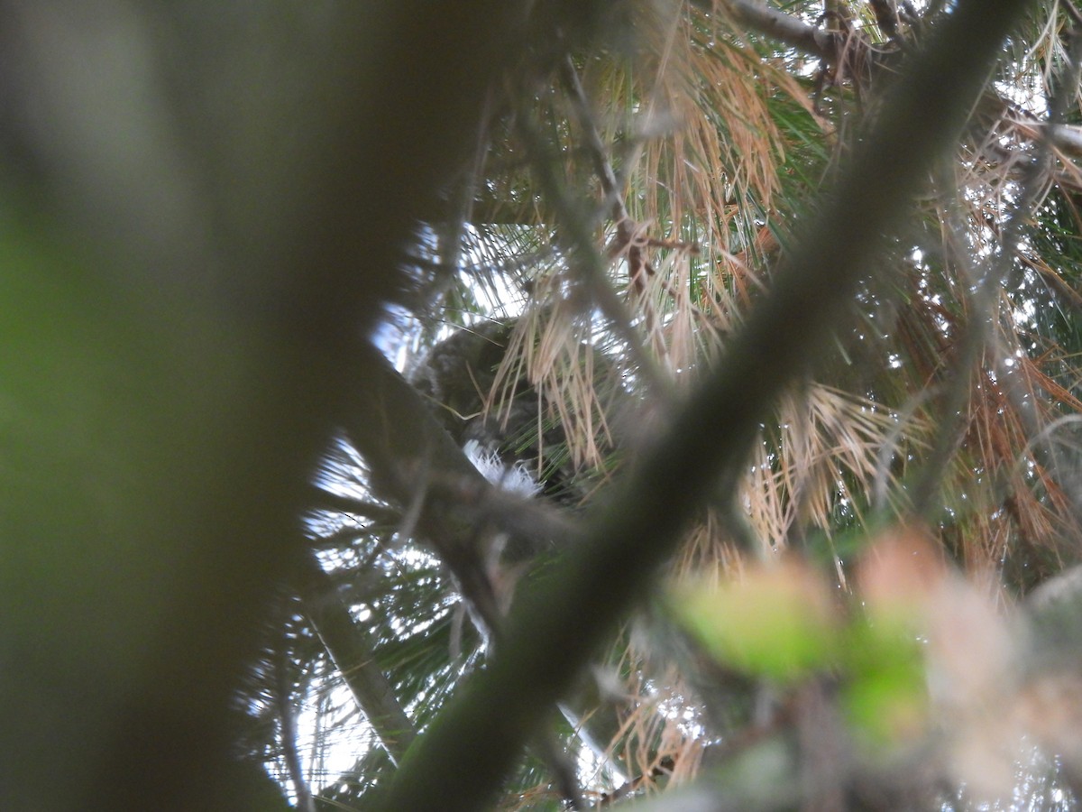 Eastern Screech-Owl - ML630801296