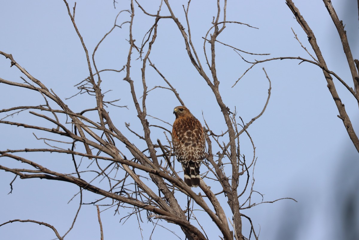 Red-shouldered Hawk - ML630801493