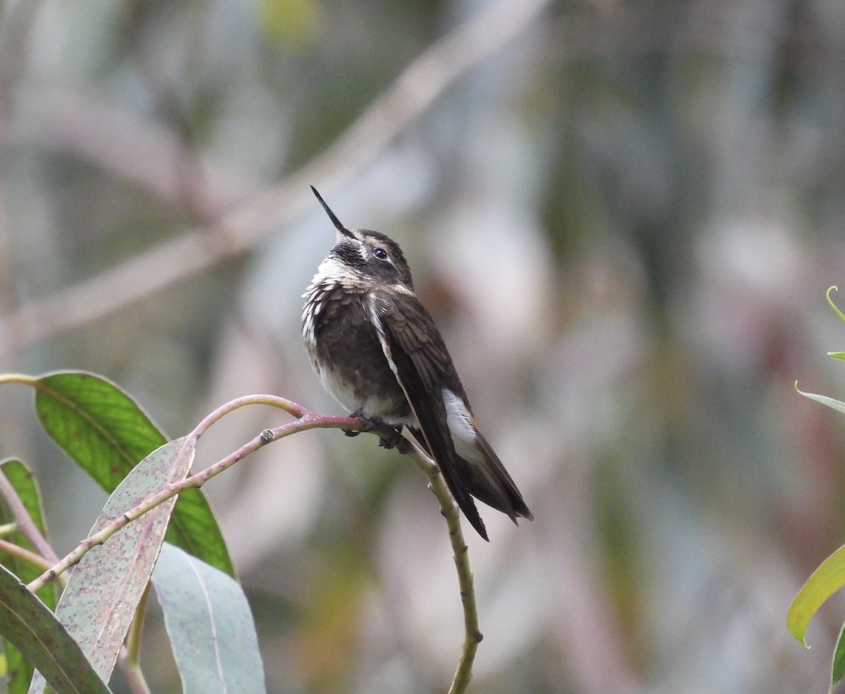 Purple-backed Sunbeam - ML630801547