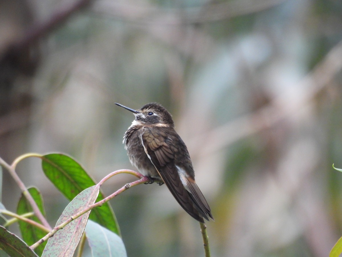 Purple-backed Sunbeam - ML630801569