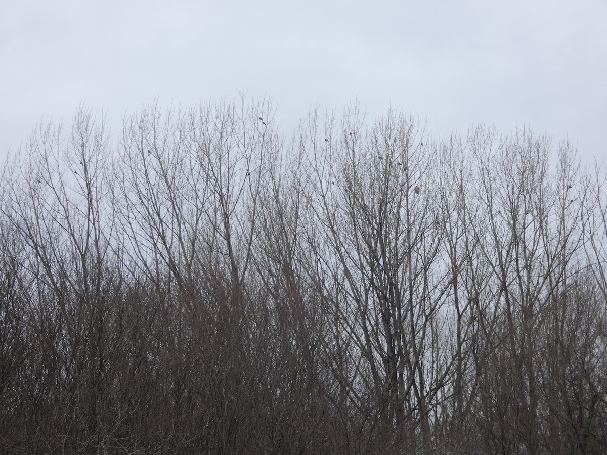 Ойн тагтаа - ML630801905