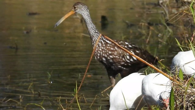 White Ibis - ML630801922