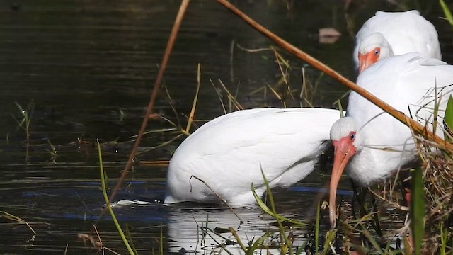 White Ibis - ML630801923