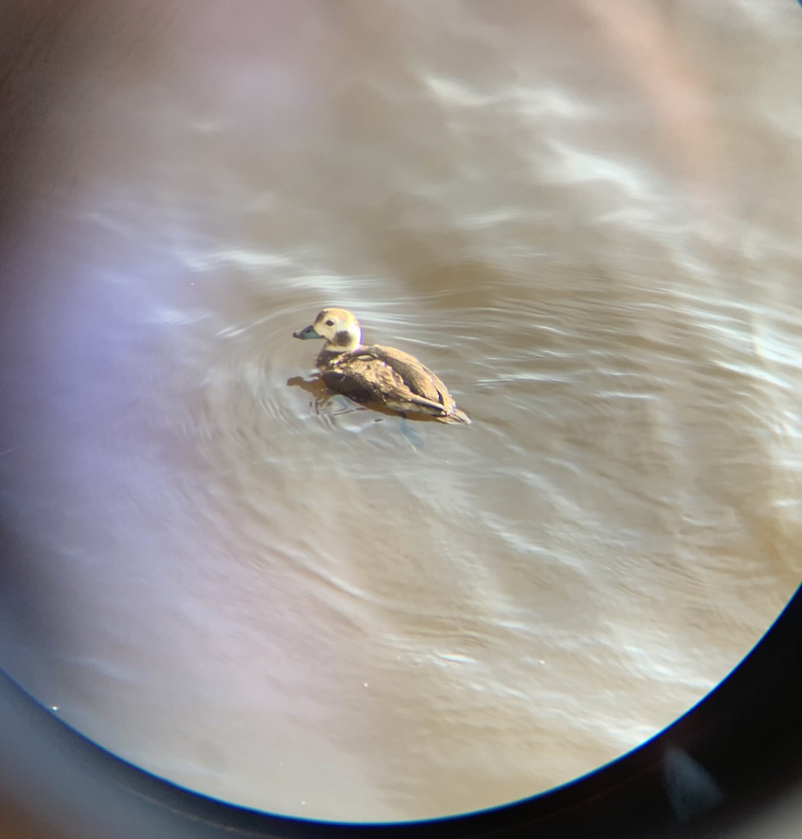 Long-tailed Duck - ML630802460