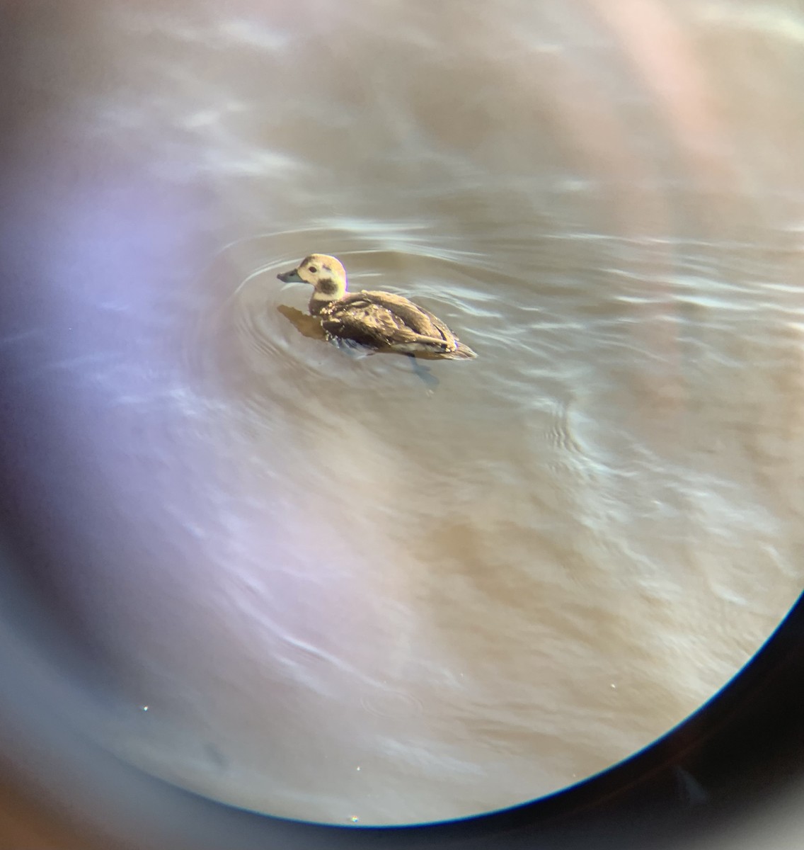 Long-tailed Duck - ML630802485