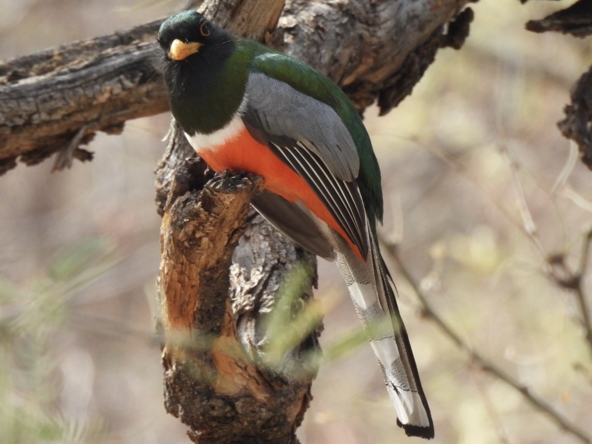 Elegant Trogon - ML630802545
