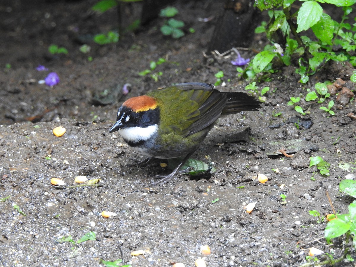 Chestnut-capped Brushfinch - ML630802708