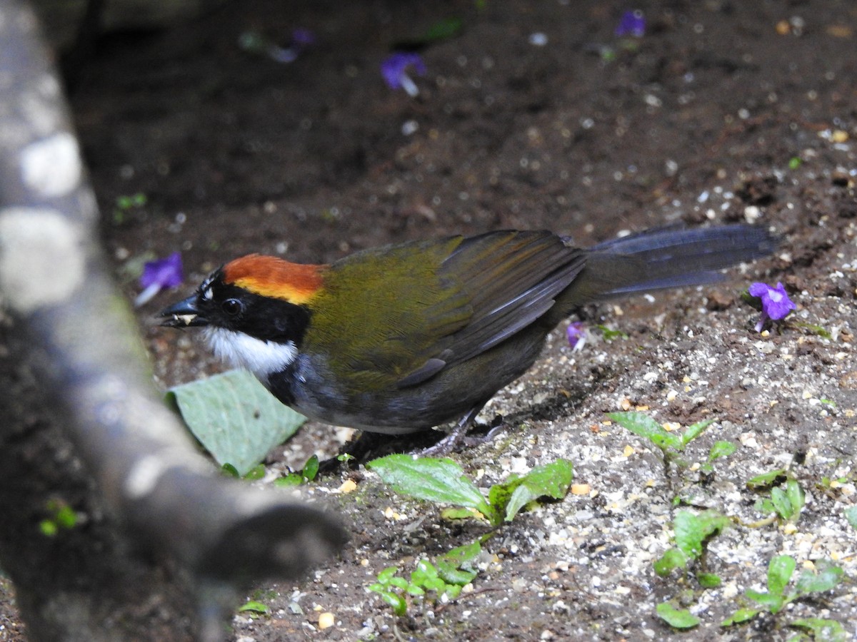 Chestnut-capped Brushfinch - ML630802709