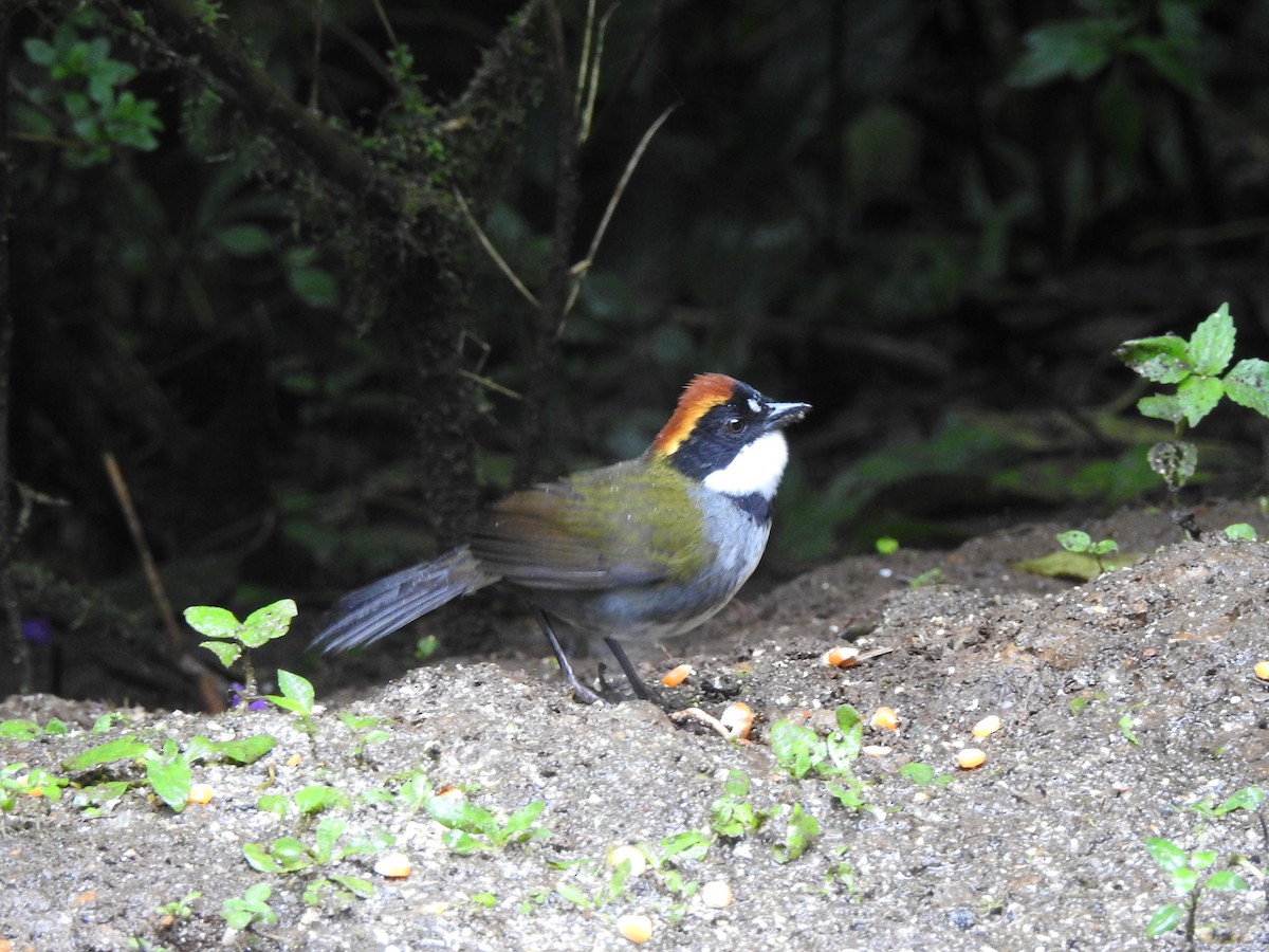 Chestnut-capped Brushfinch - ML630802710
