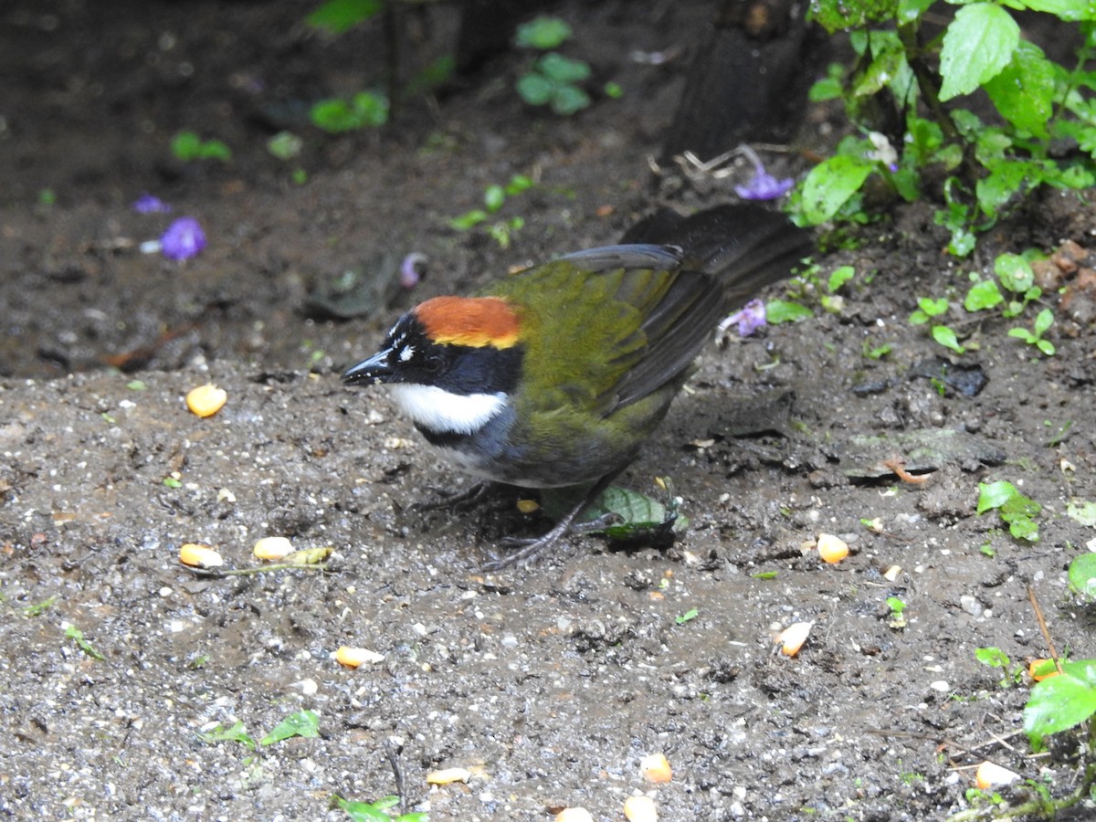 Chestnut-capped Brushfinch - ML630802711