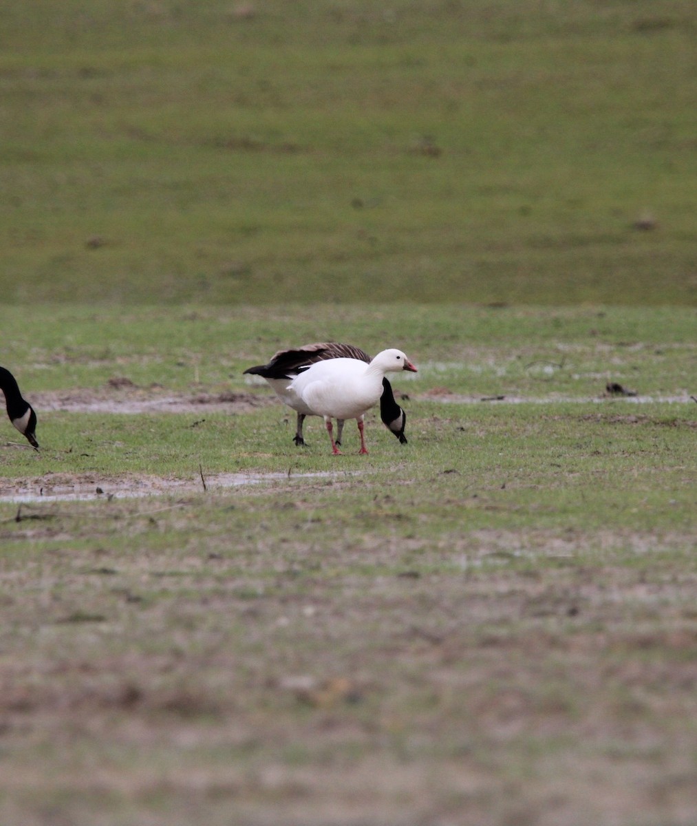 Ross's Goose - ML630802796
