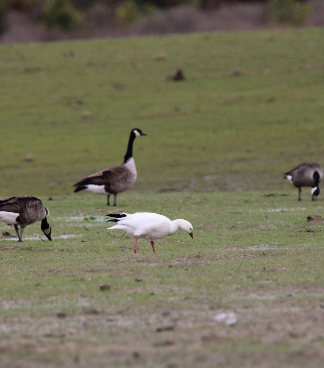 Ross's Goose - ML630802797