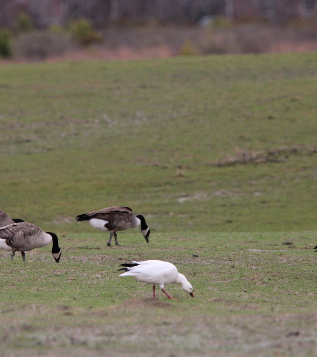 Ross's Goose - ML630802798