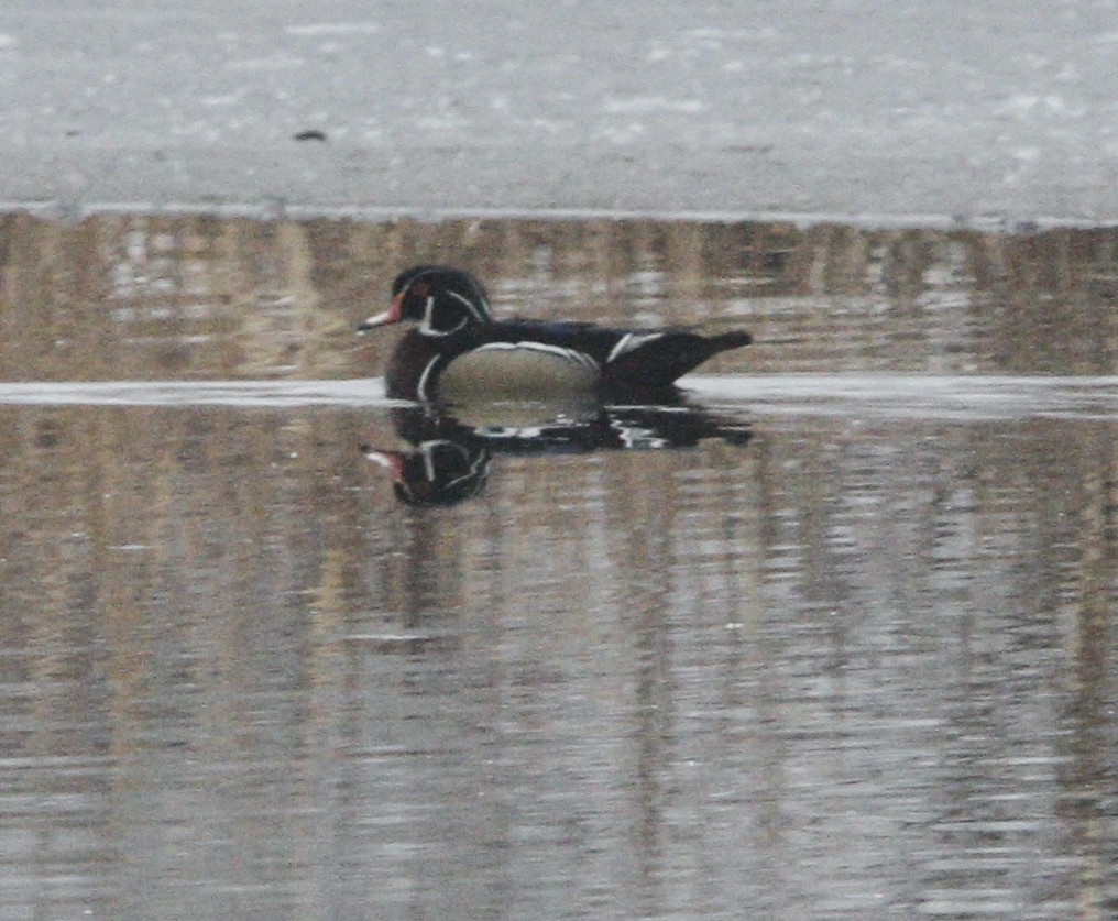 Wood Duck - ML630803088