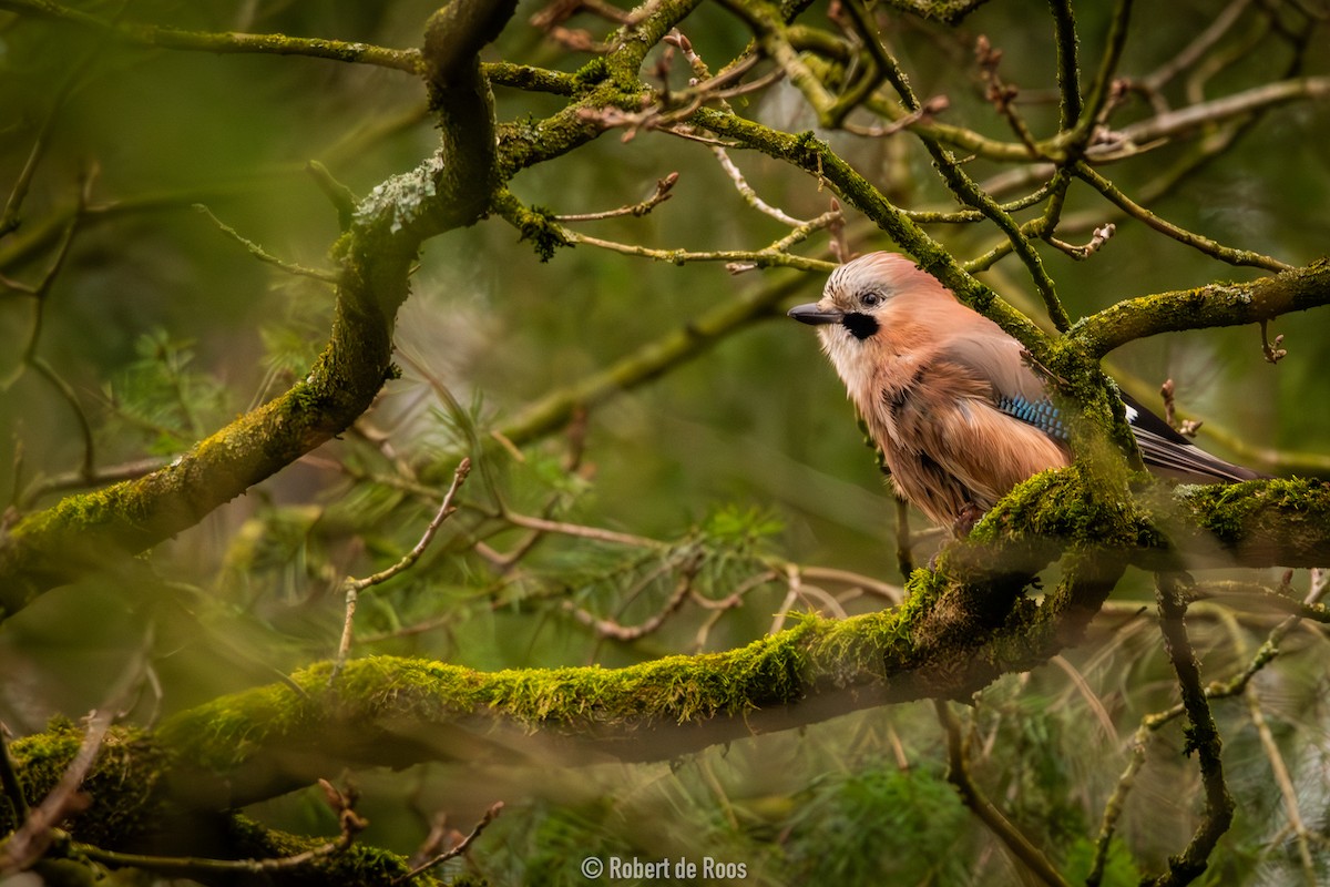 Eurasian Jay - ML630803092