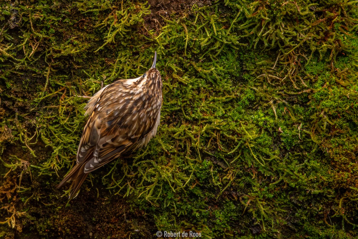 Short-toed Treecreeper - ML630803098