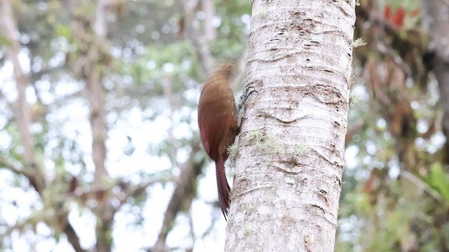 Strong-billed Woodcreeper (Andean/Northern) - ML630803223