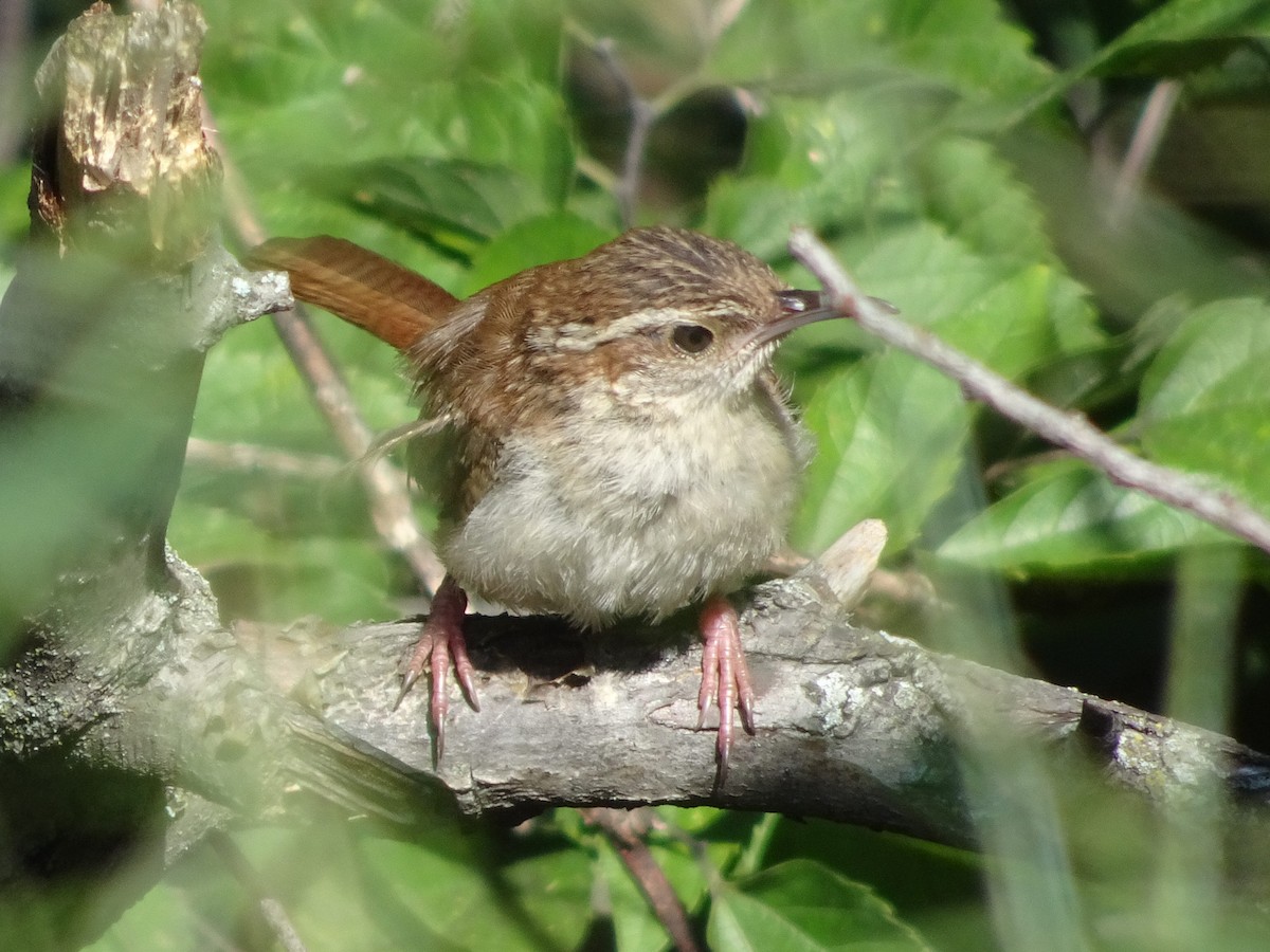 Carolina Wren - ML630803297