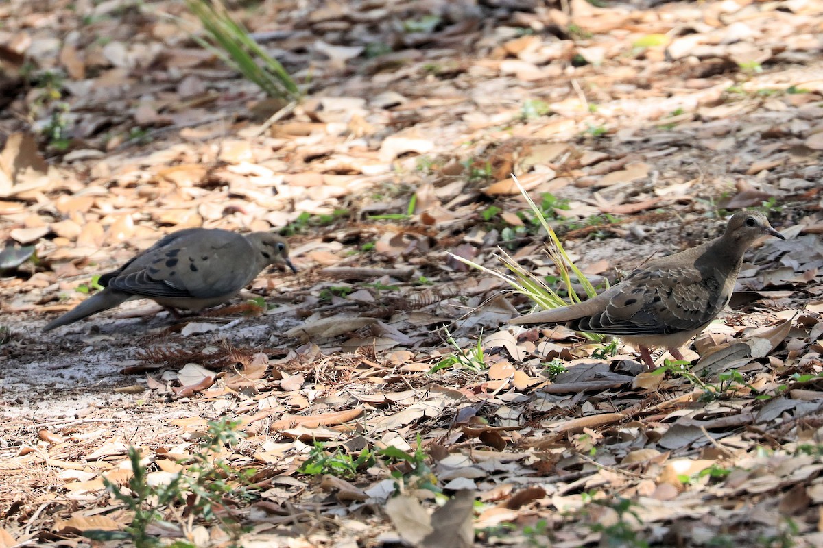 Mourning Dove - ML630803346
