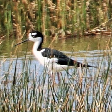 Black-necked Stilt - ML630803430