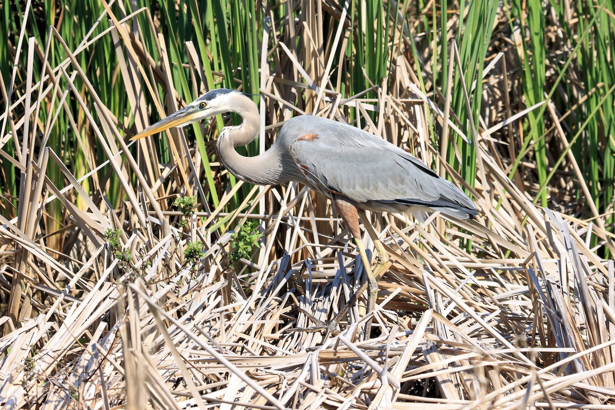 Great Blue Heron - ML630803444