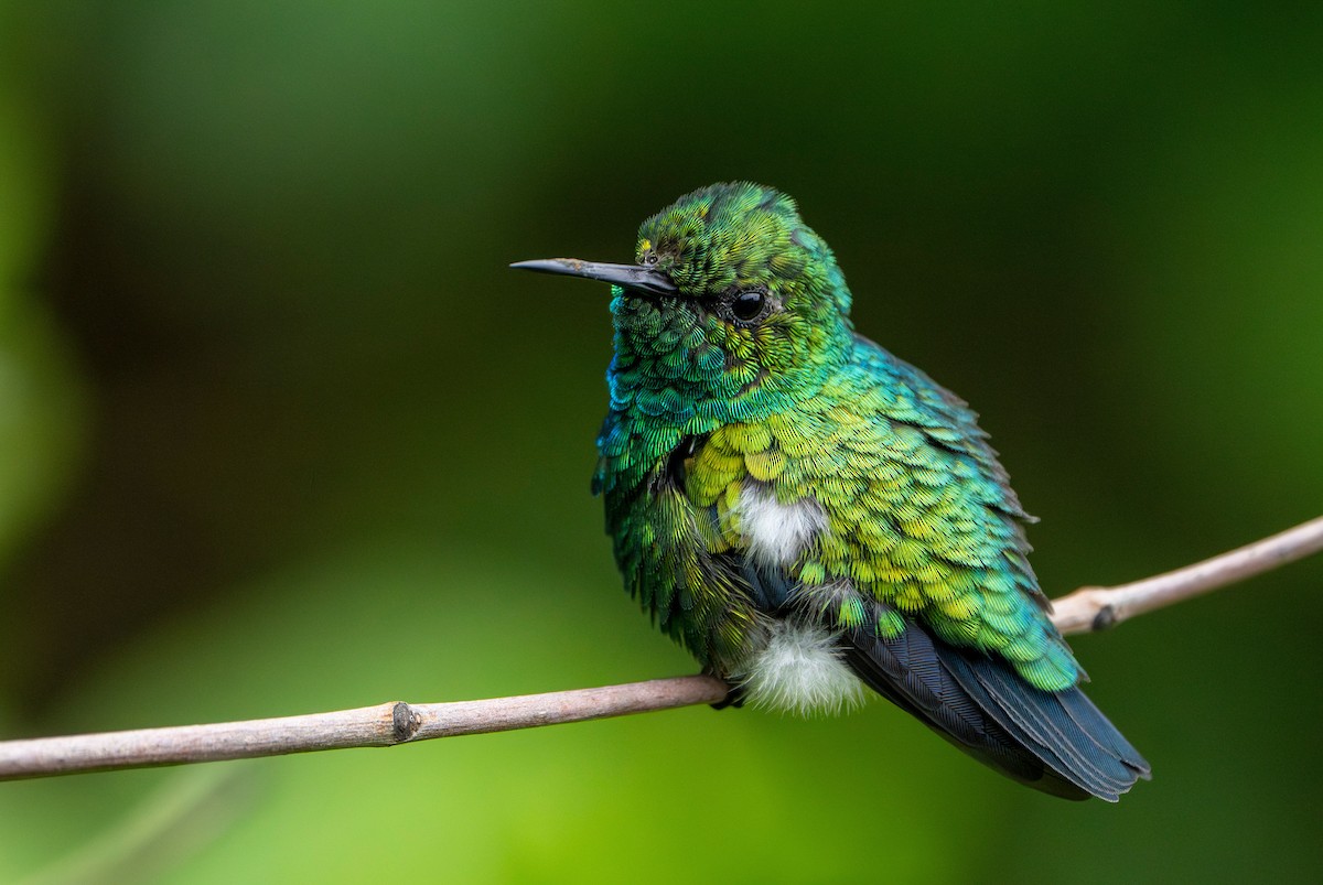 Blue-tailed Emerald - Mama YUFON