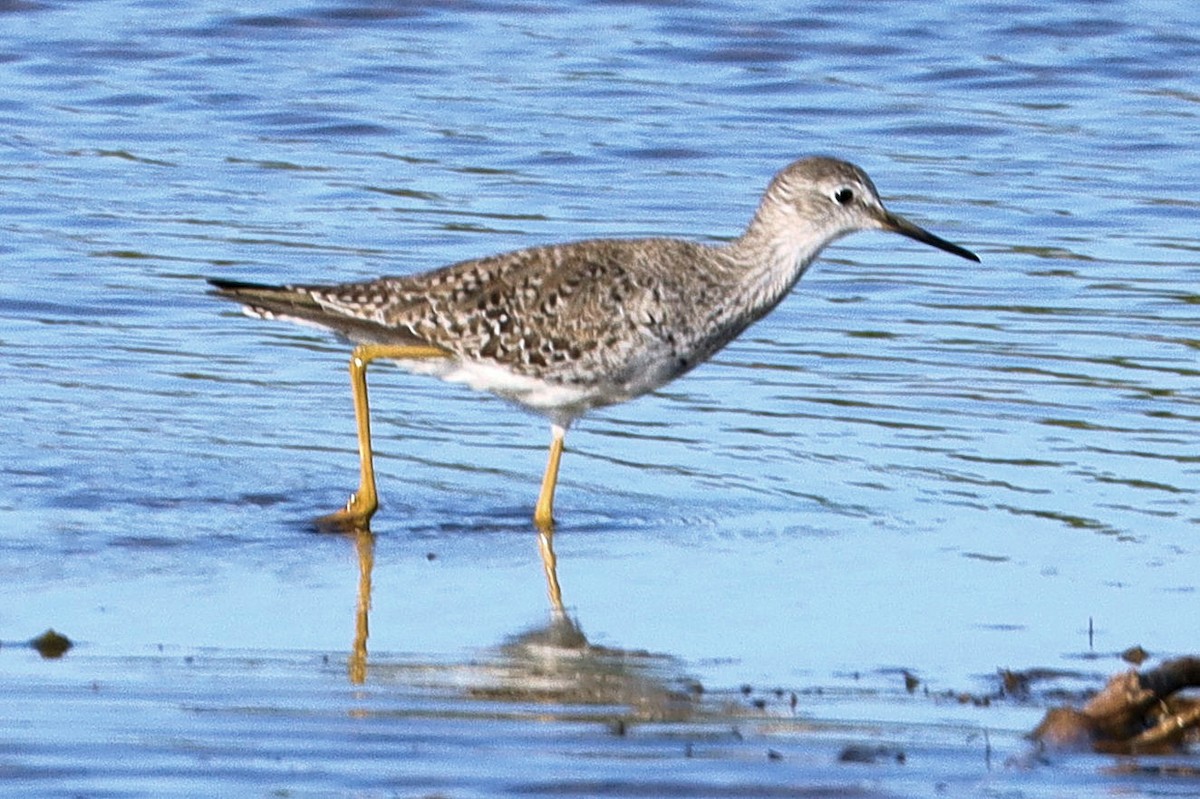 Lesser Yellowlegs - ML630803601
