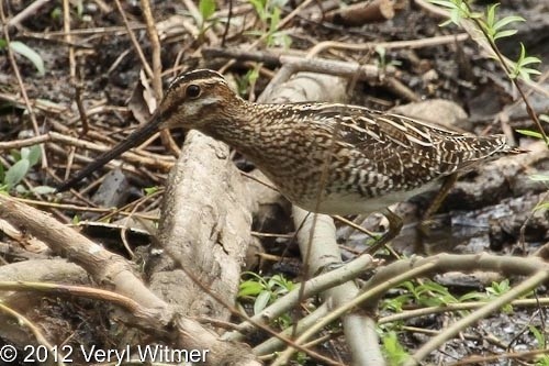 Wilson's Snipe - ML630803642