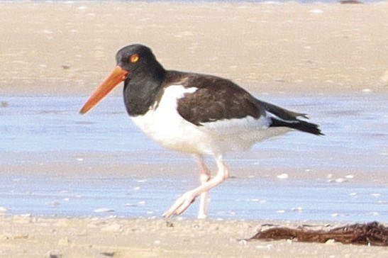 American Oystercatcher - ML630803657