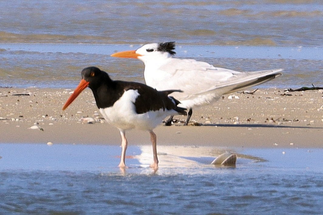 American Oystercatcher - ML630803658