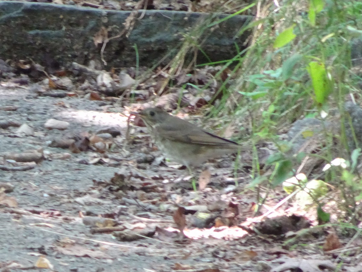 Gray-cheeked Thrush - ML630803709
