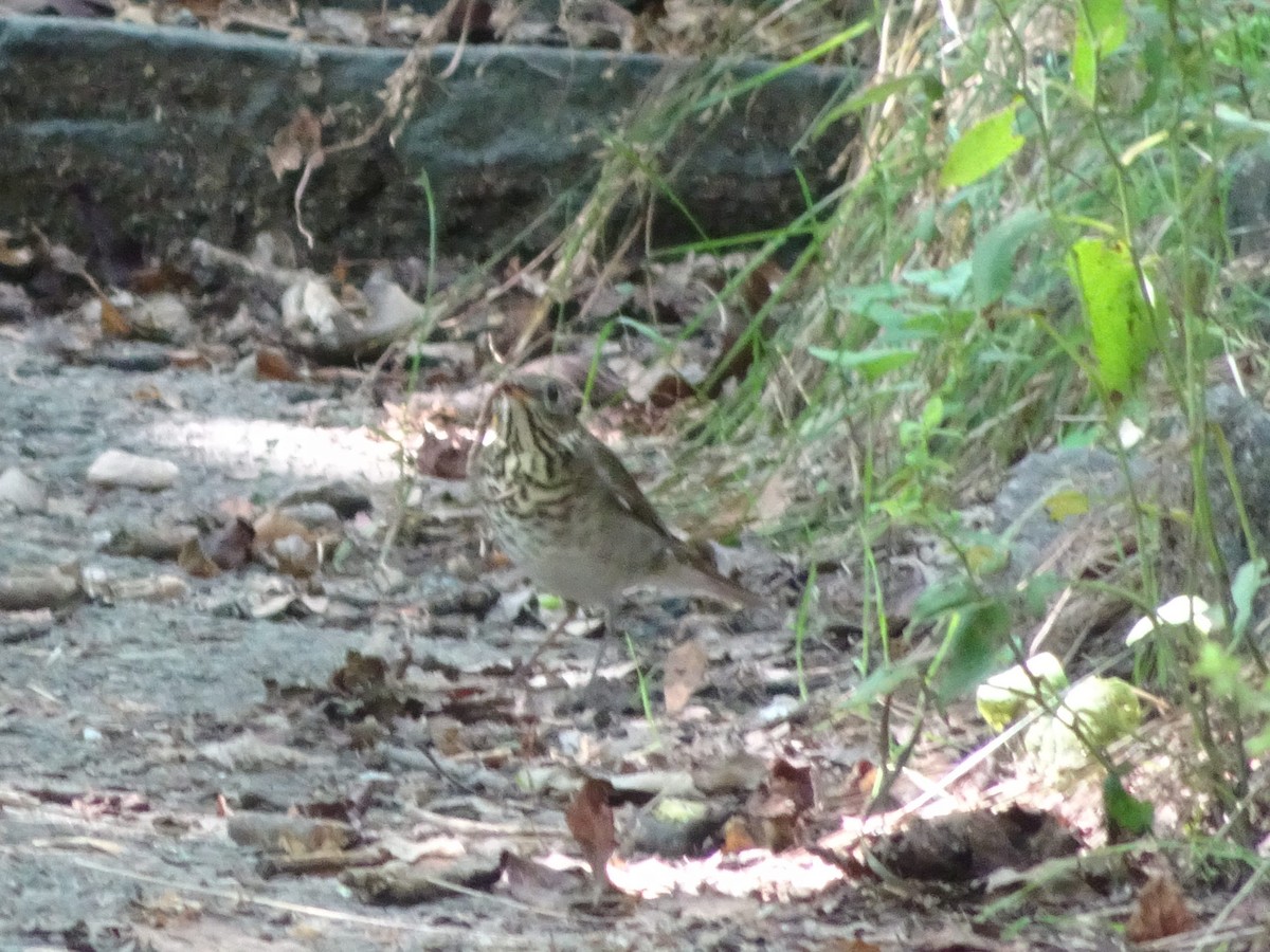 Gray-cheeked Thrush - ML630803710