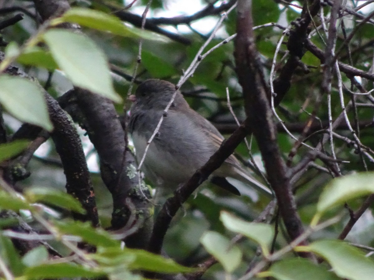 Dark-eyed Junco - ML630803968