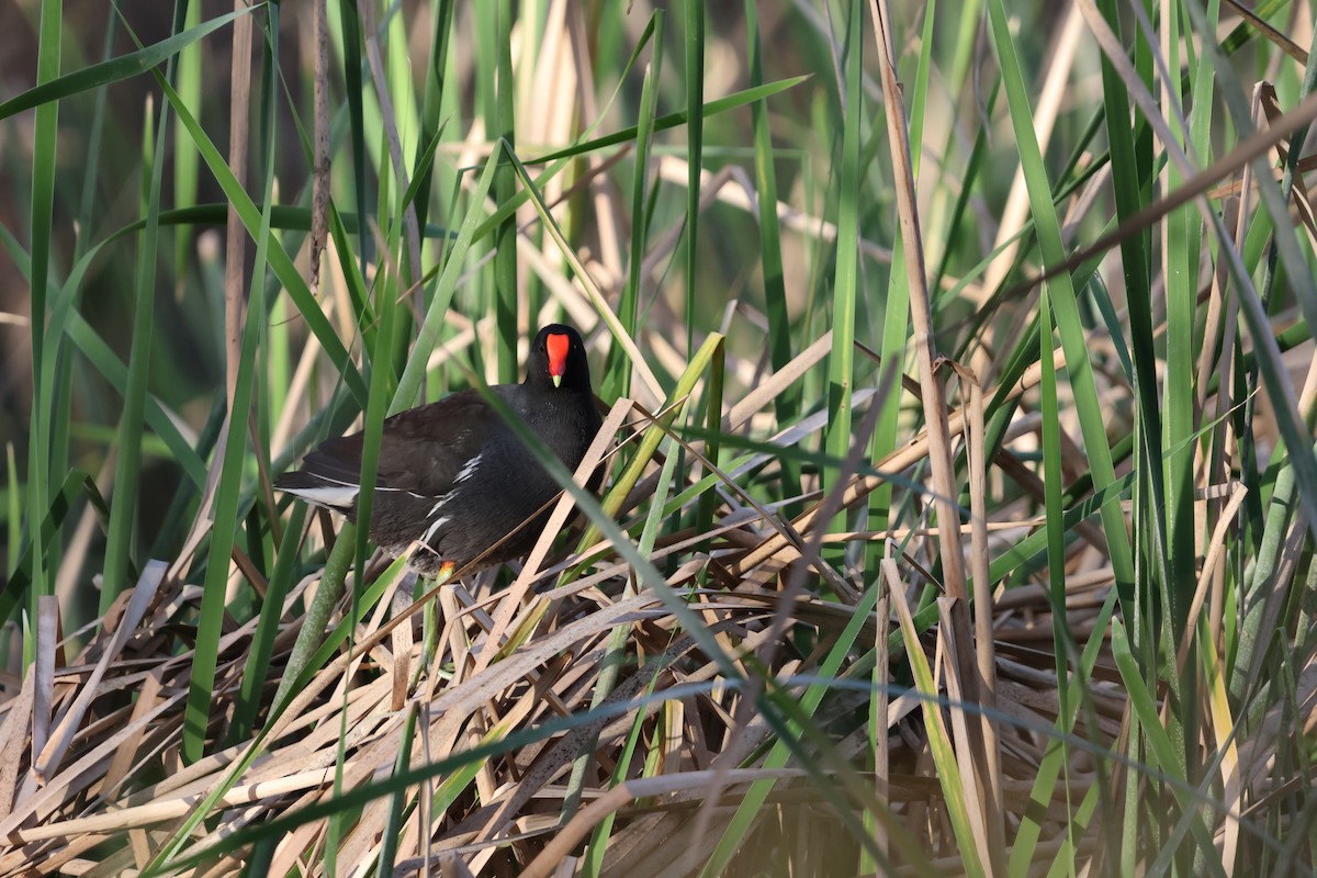 Common Gallinule - ML630804035