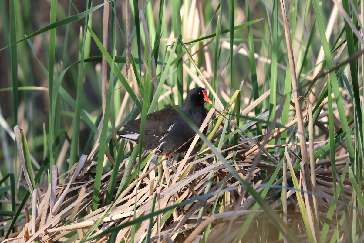 Common Gallinule - ML630804036