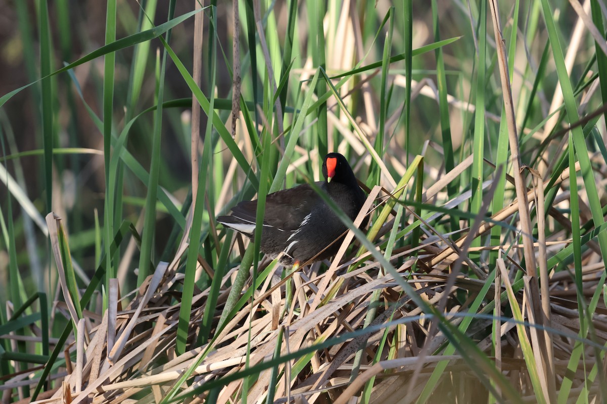 Common Gallinule - ML630804037