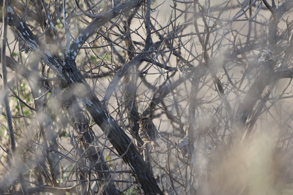 Grasshopper Sparrow - ML630804048